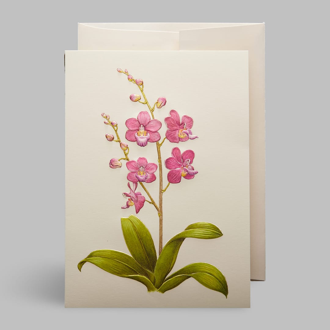 Grußkarte Orchideen Rosa Pink Paula Skene