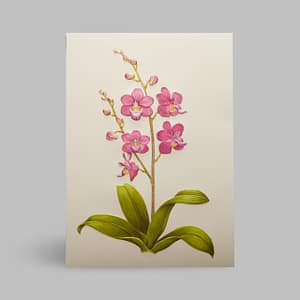 Grußkarte Orchideen Rosa Pink Paula Skene