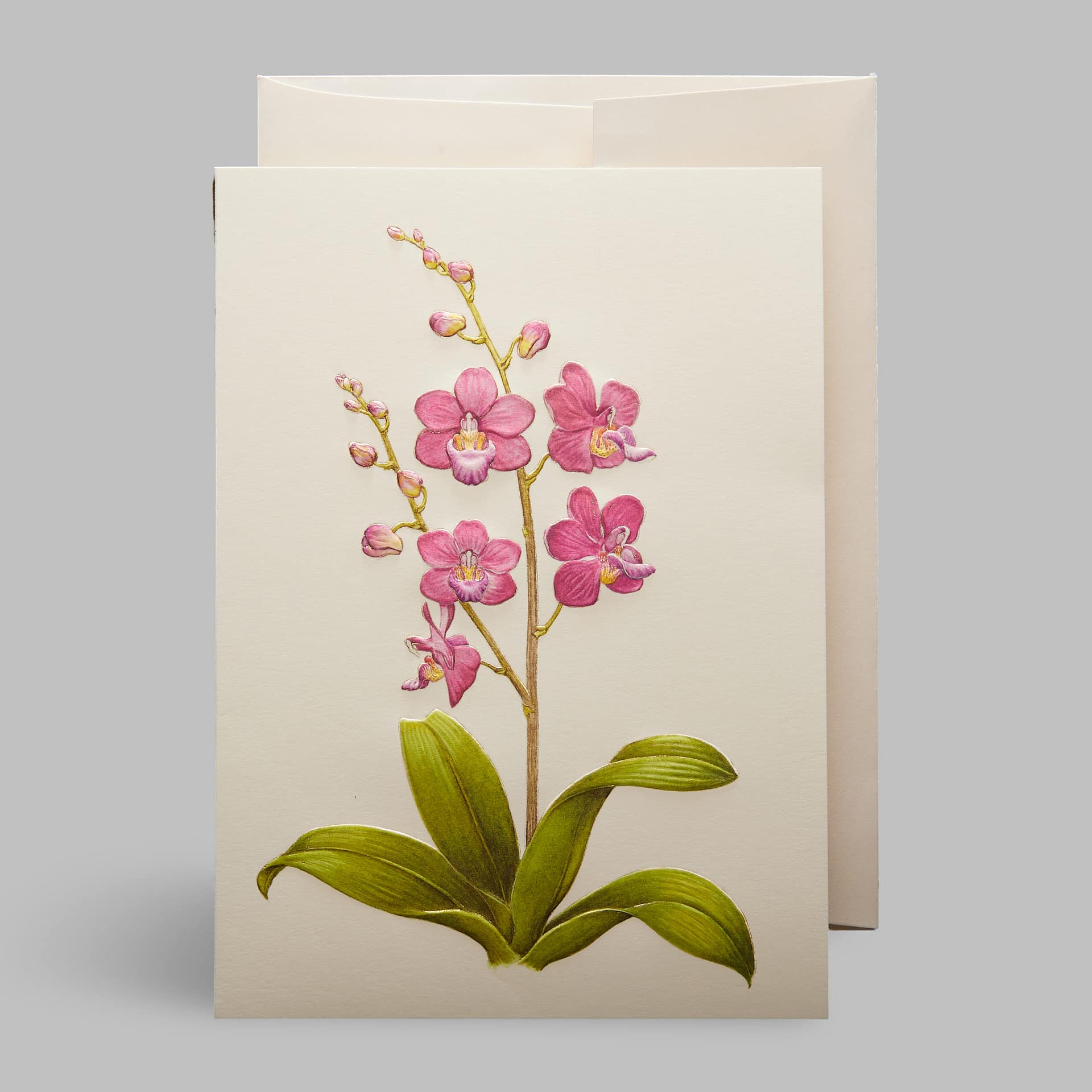 Grußkarte Orchideen Rosa Pink Paula Skene Grußkarte Orchideen Rosa Pink Paula Skene