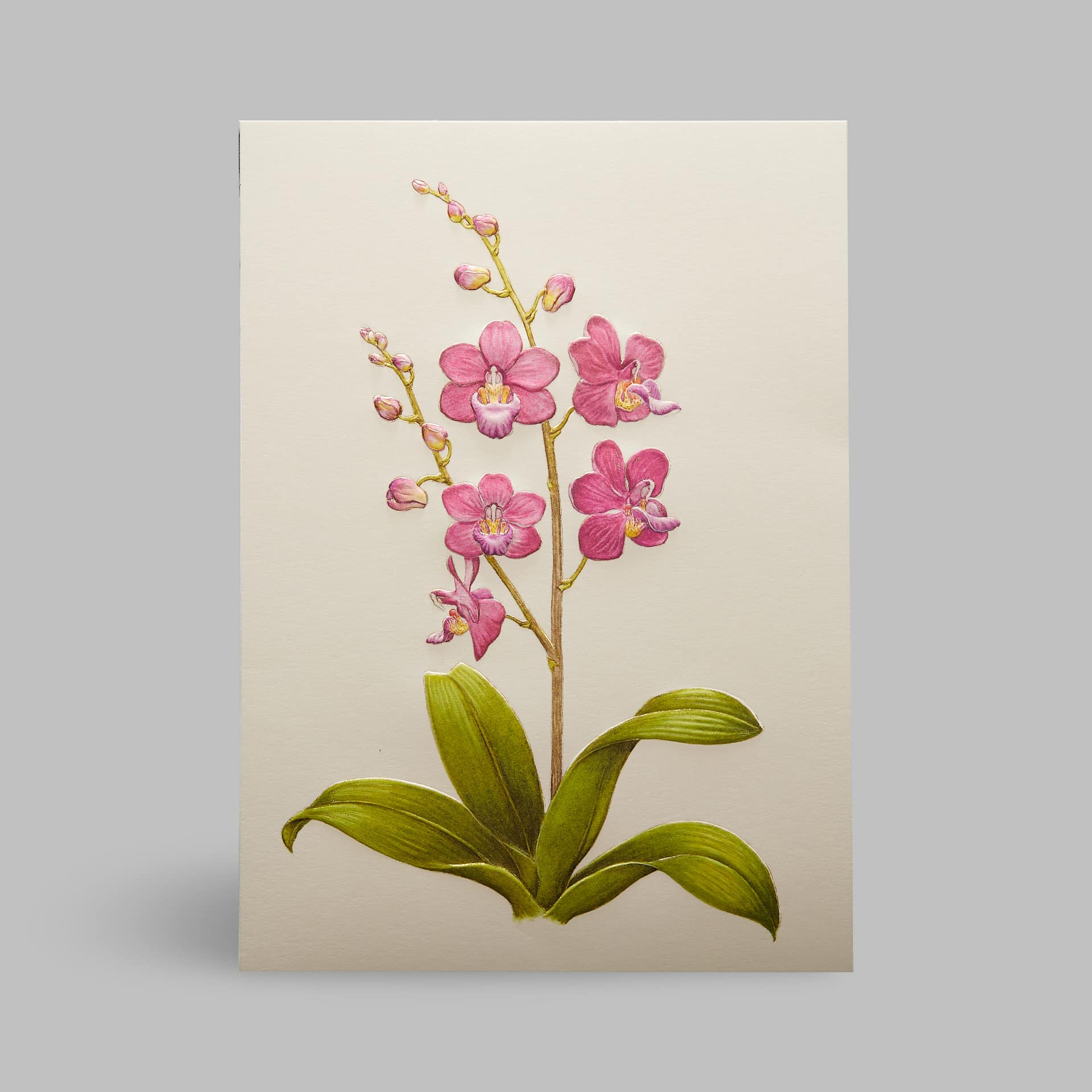 Grußkarte Orchideen Rosa Pink Paula Skene Grußkarte Orchideen Rosa Pink Paula Skene